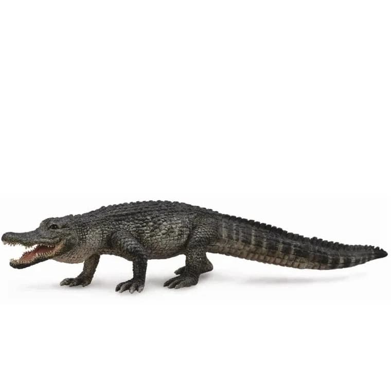 American Alligator