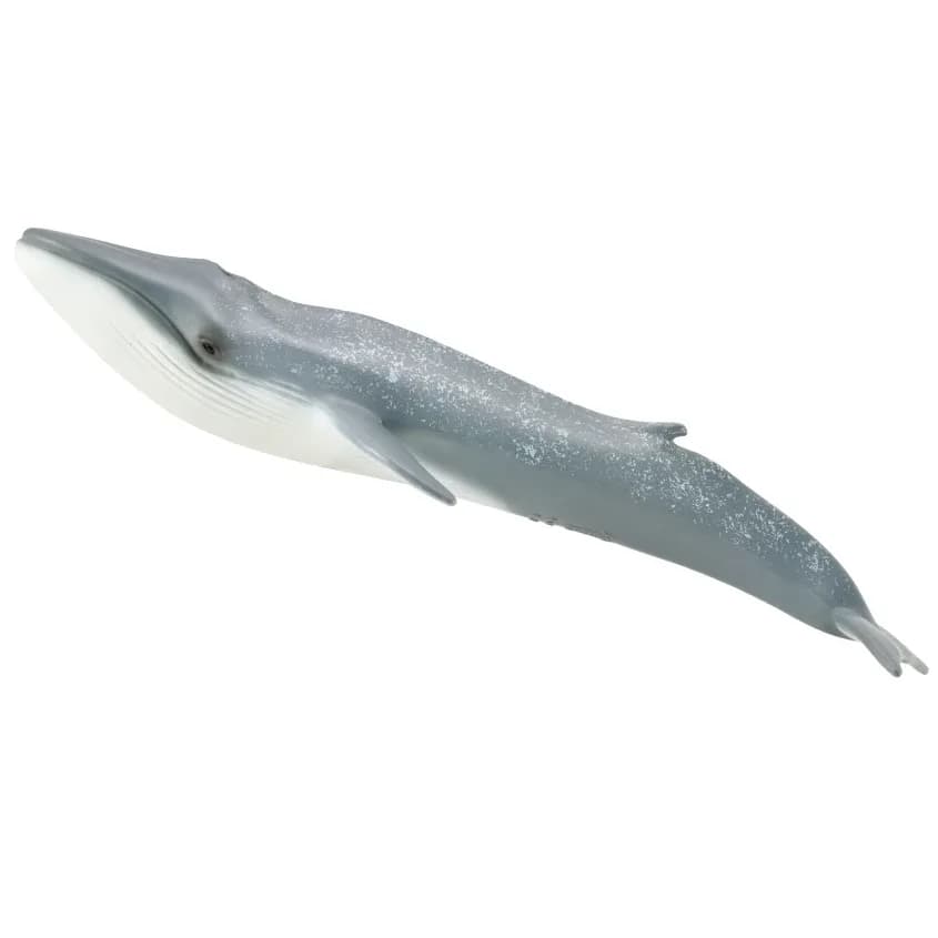 Blue Whale