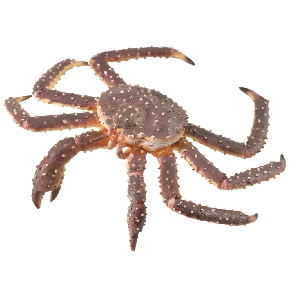 Crab