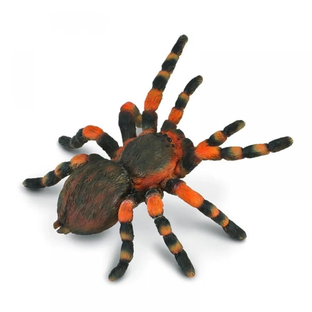 Mexican Red Kneed Tarantula