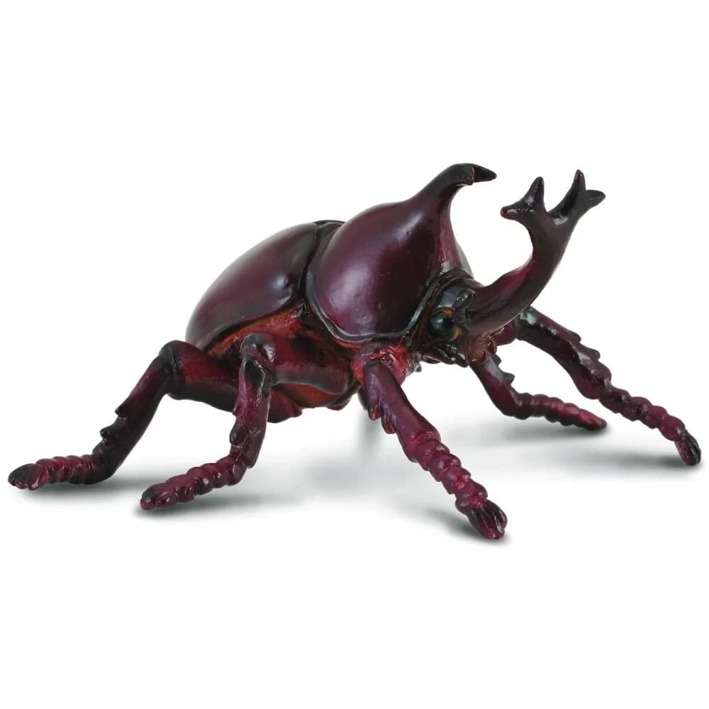 Rhinoceros Beetle