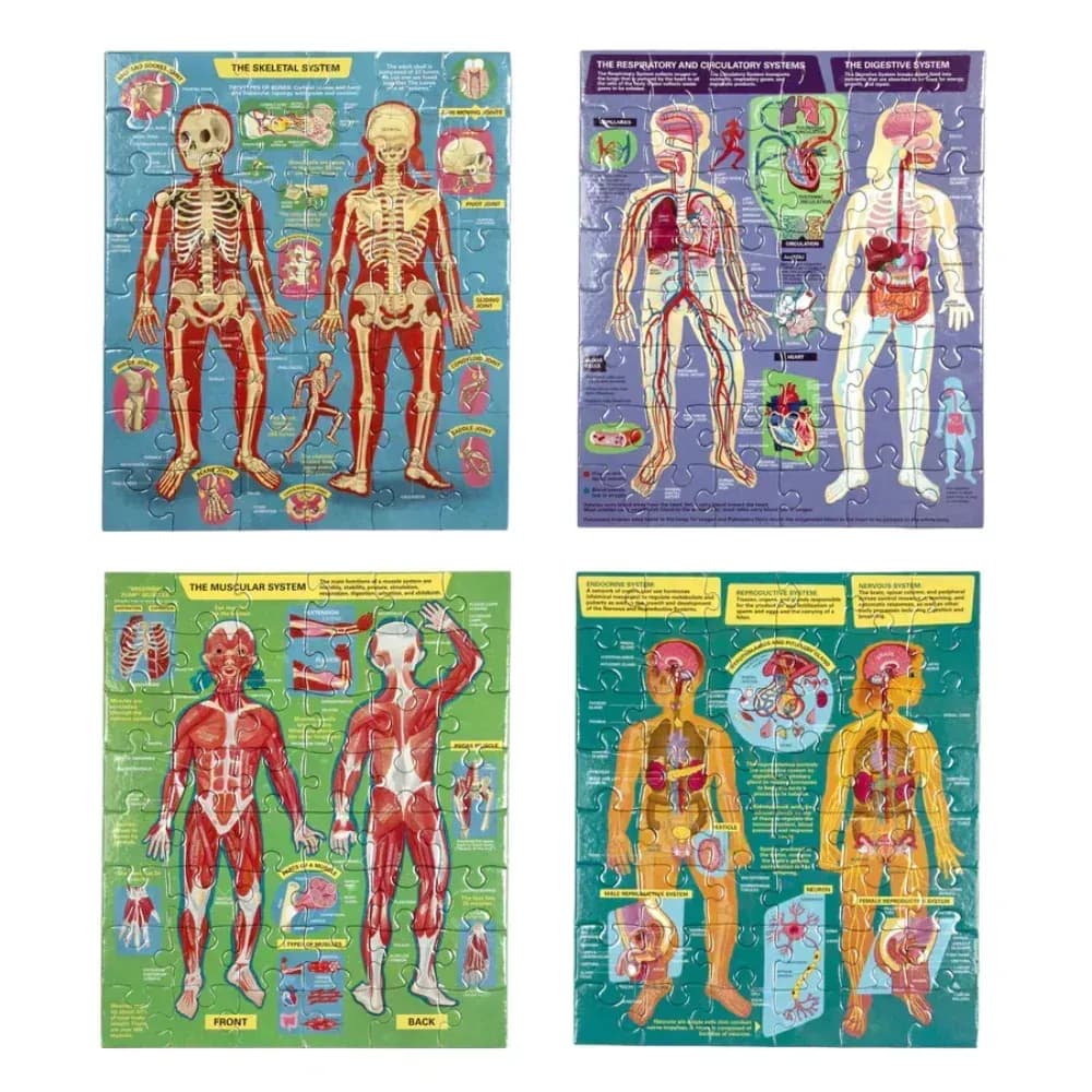 Ready to Learn - Human Anatomy