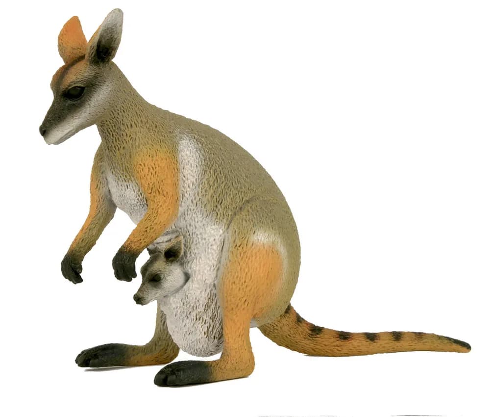 Large Rock Wallaby