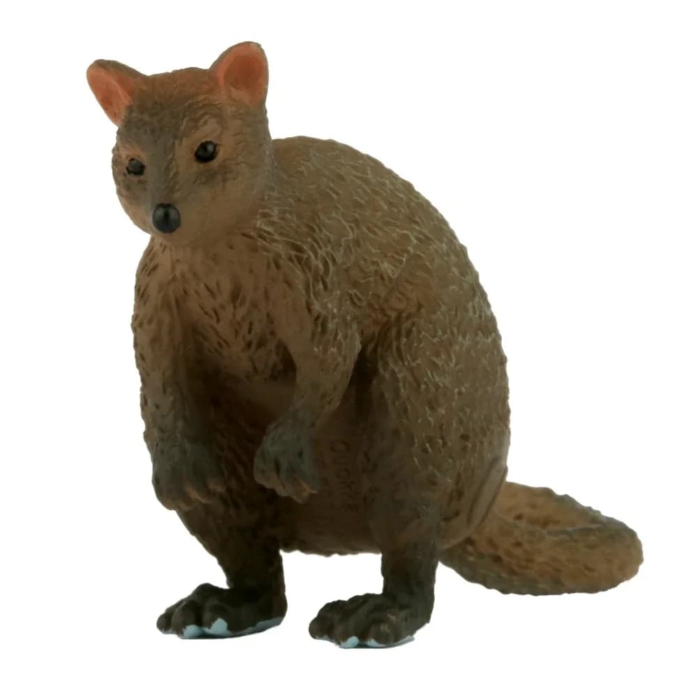 Small Quokka