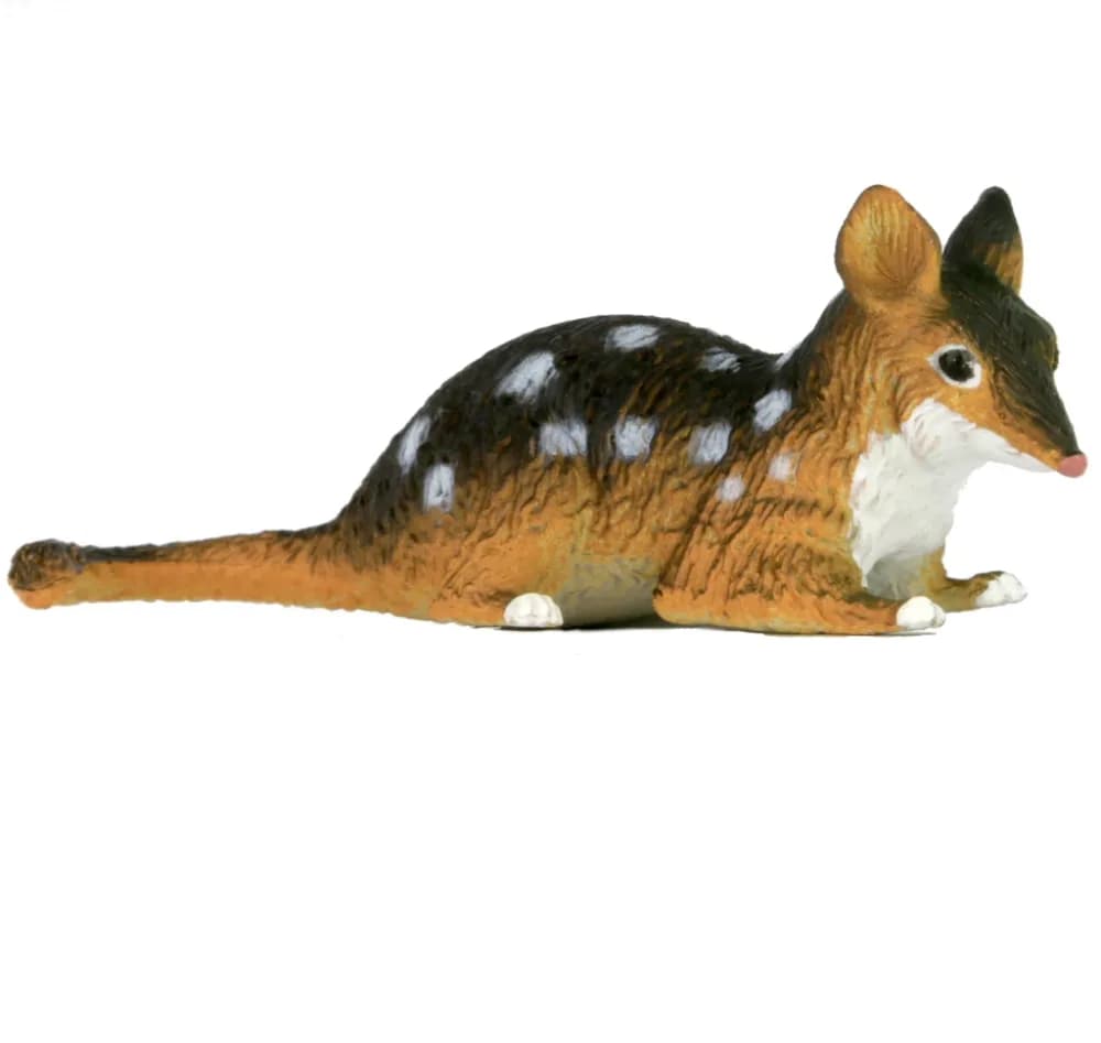 Small Quoll