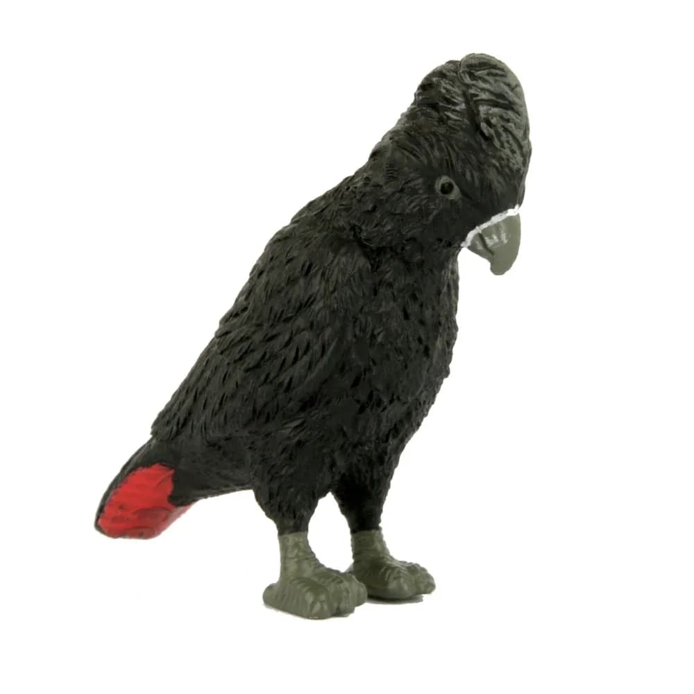 Small Red Tailed Black Cockatoo